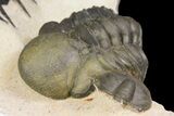 Dicranurus Trilobite - Free Standing Spines! #174200-10